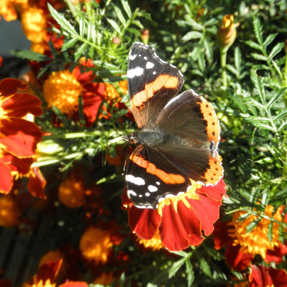 kirstabel.bsky.social