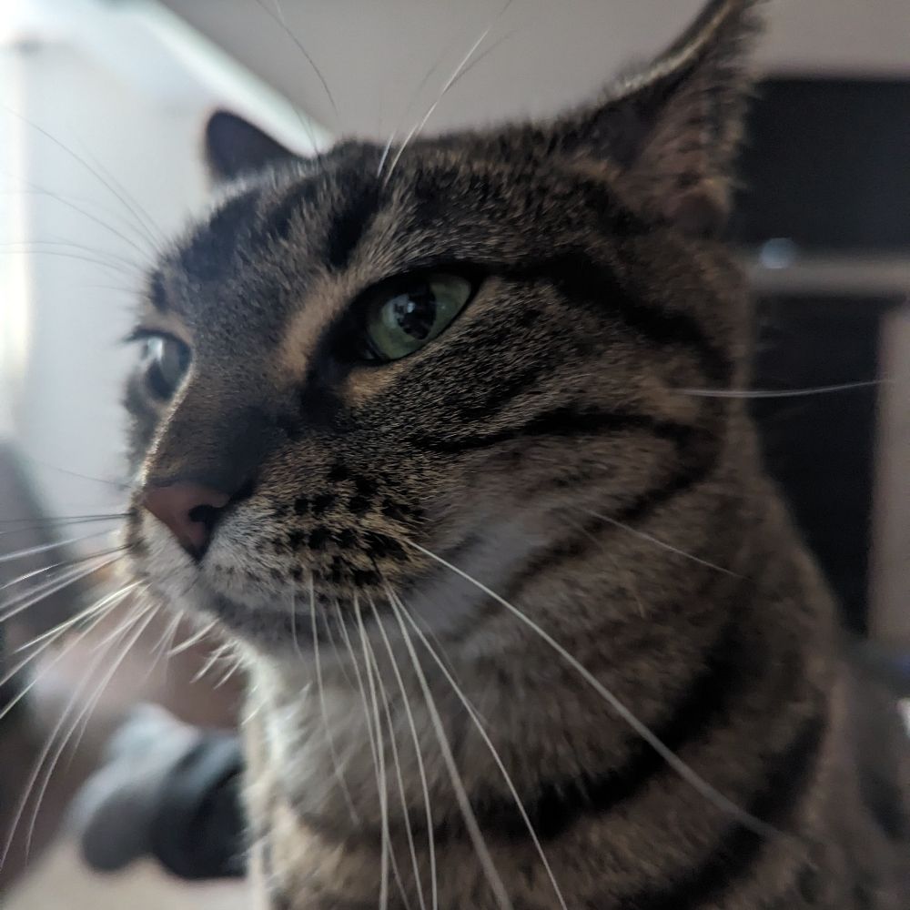 LoLzKitten
