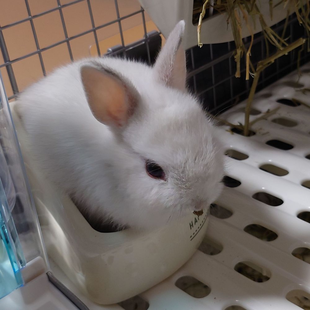 【ラビLOG】うさぎのぺぺ(ネザーランドドワーフ)