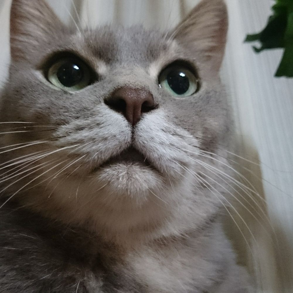 ムチコ