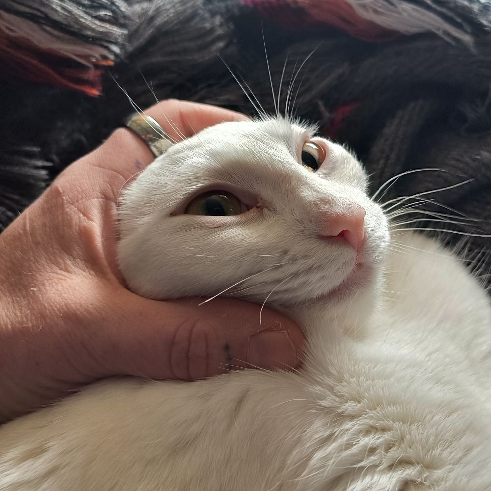 Peachfish
