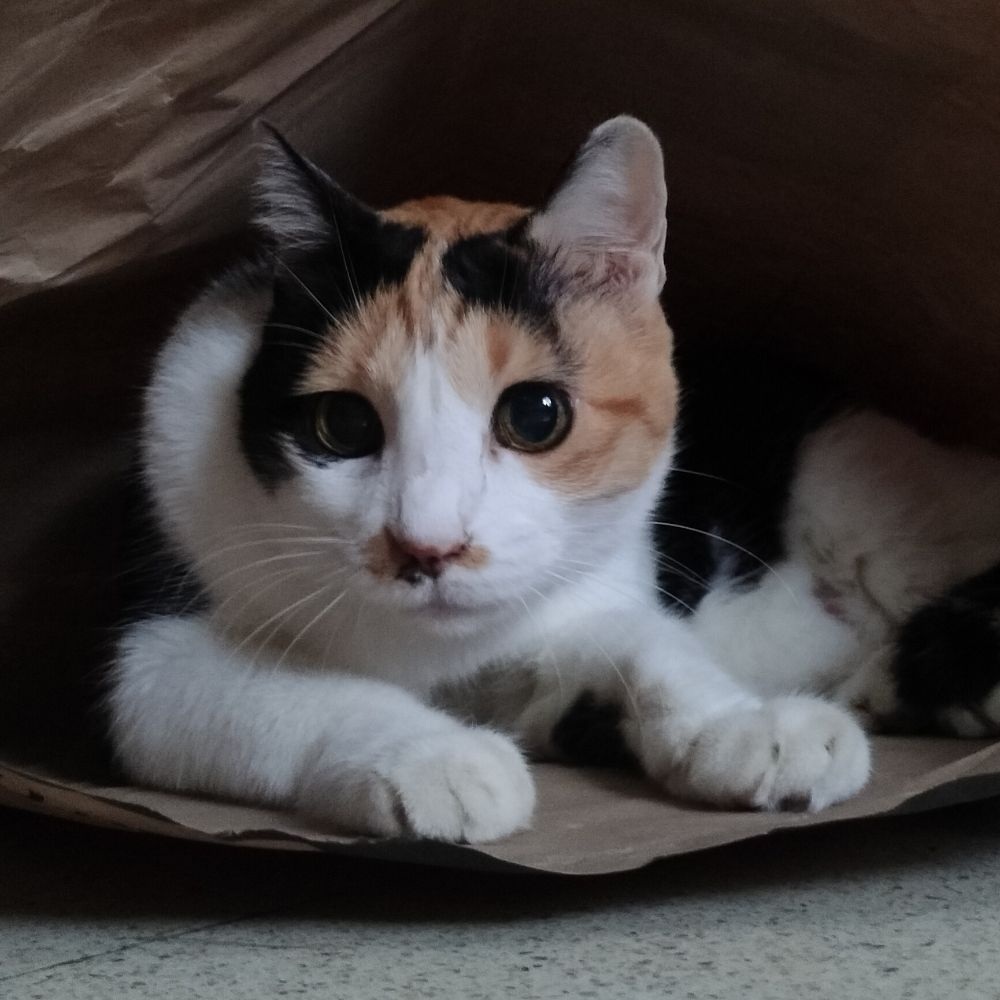 Riya