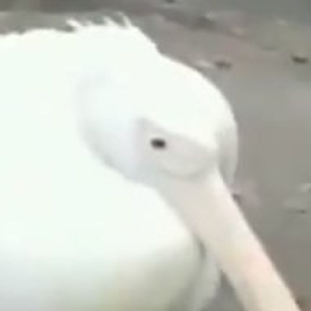 sad pelican's avatar