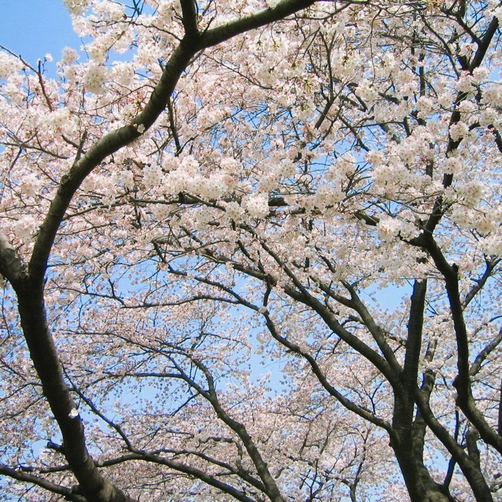 侍所（中の人）