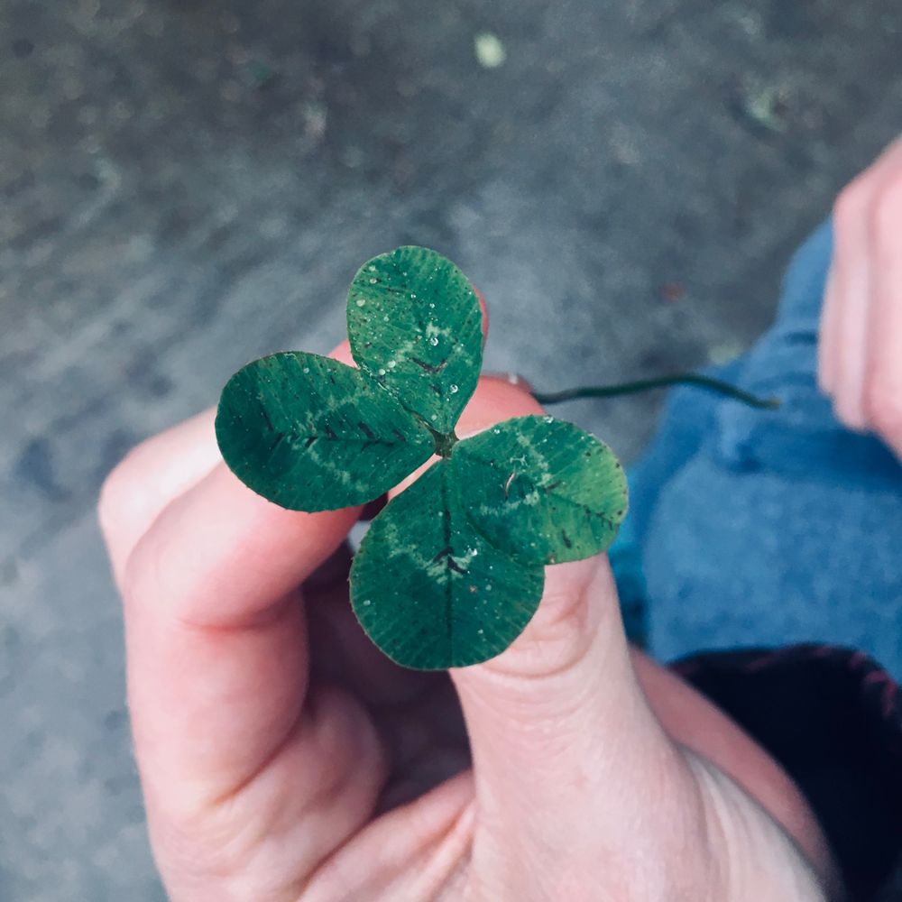 Pauline 🍀