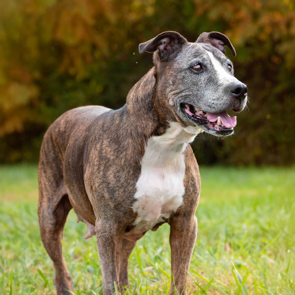 Montgomery County Animal Services and Adoption Center