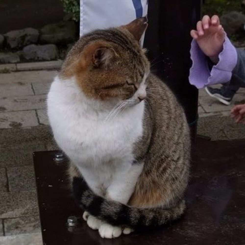 のらねこ！