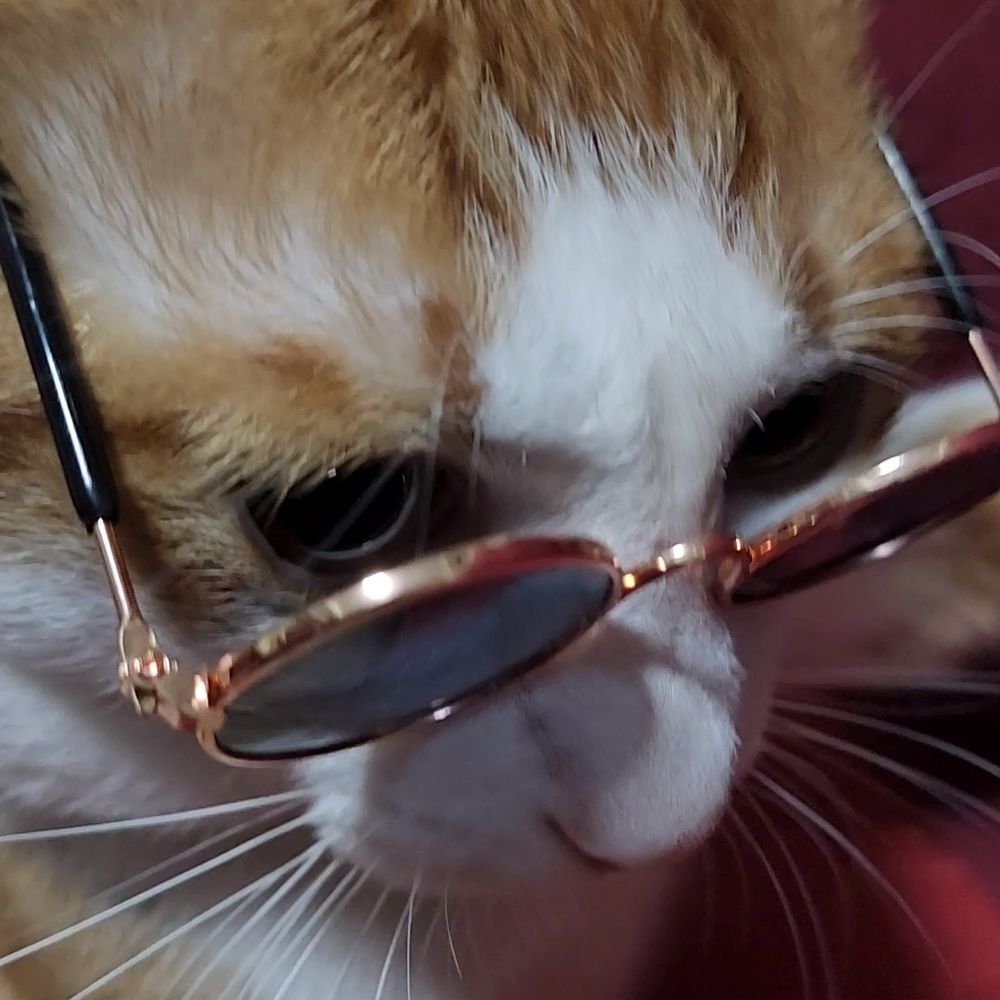 🐱