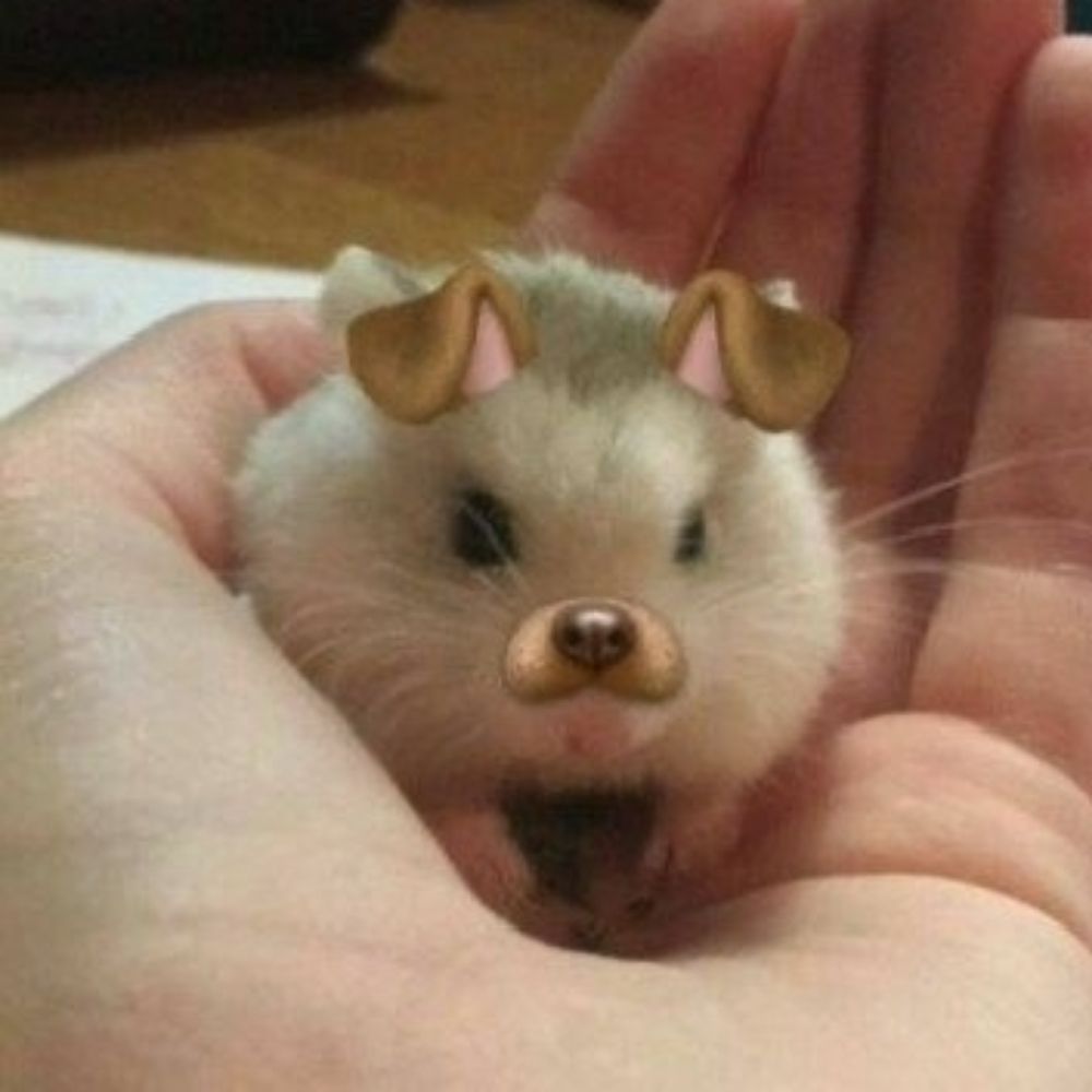 때지