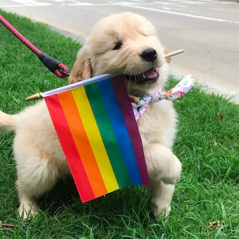Happy Queers