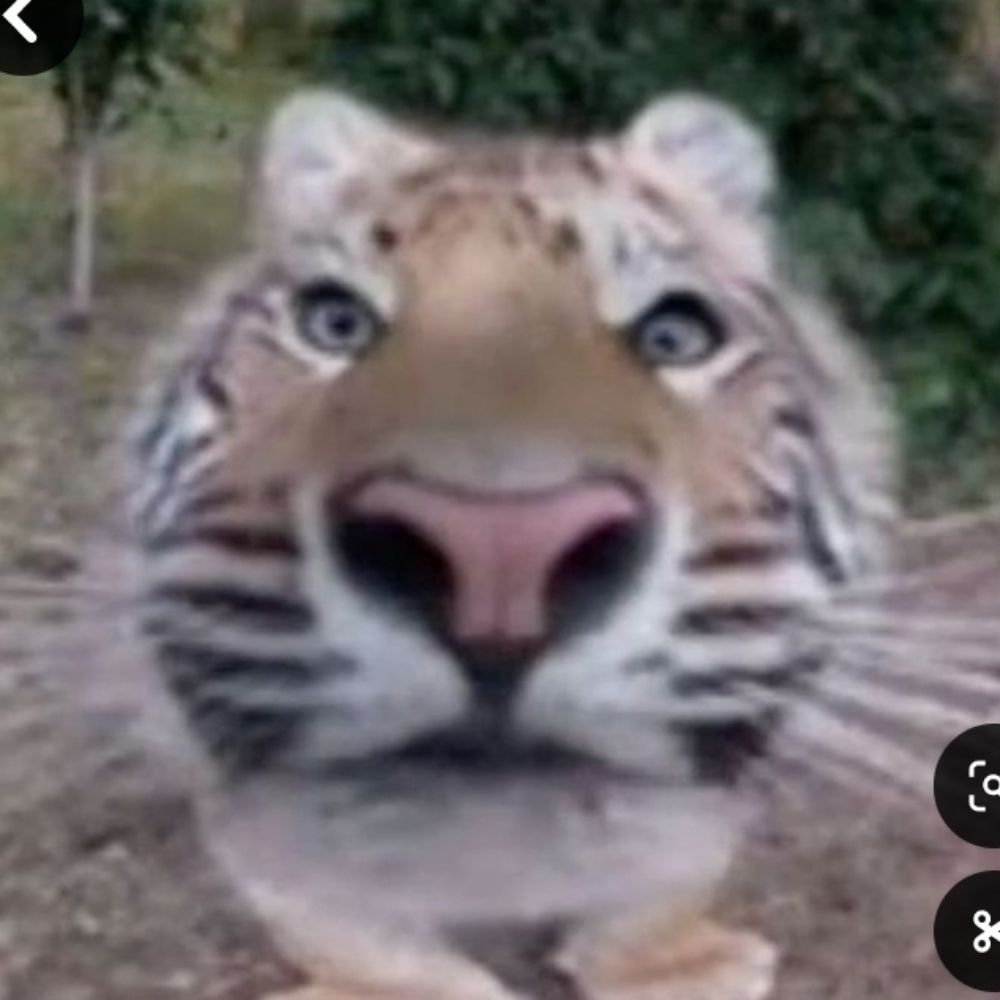 Eyesoftiger