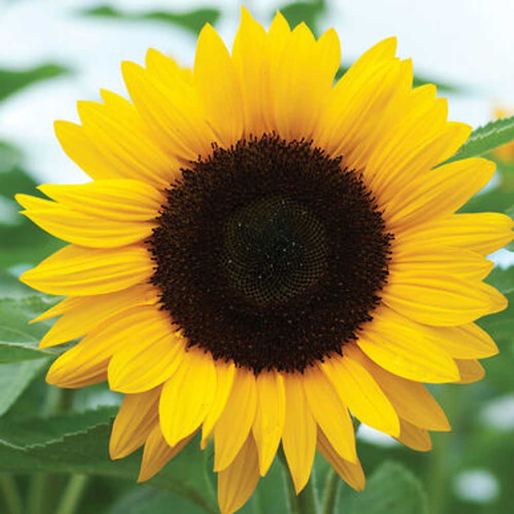 Paisley and Sunflowers