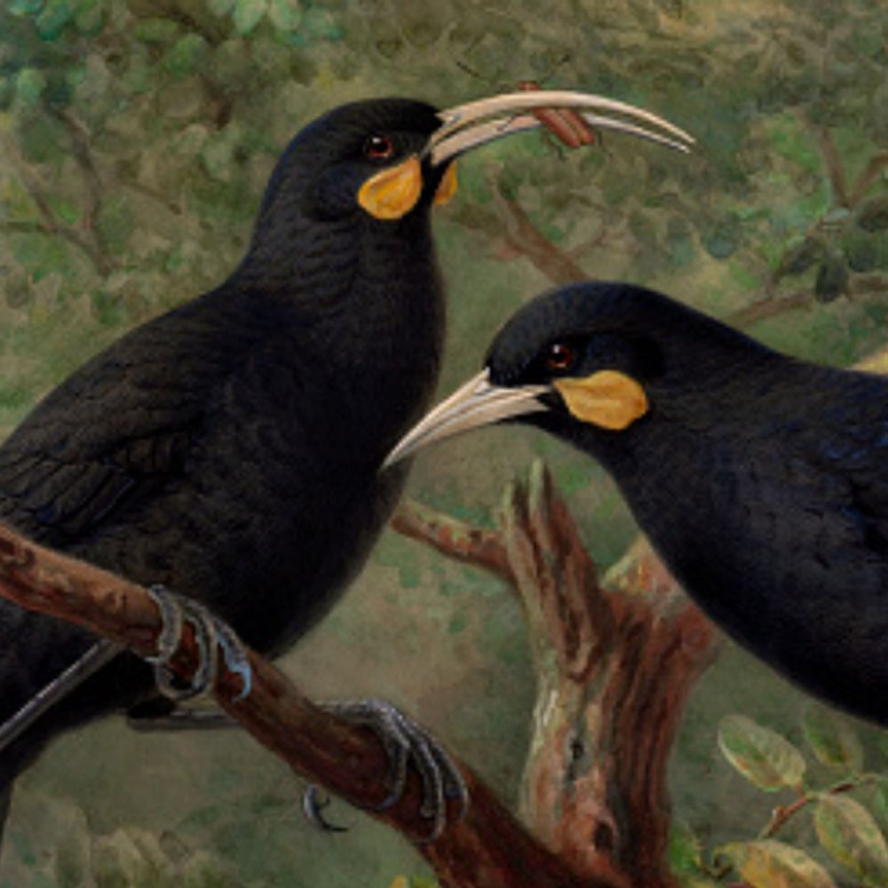 huia project