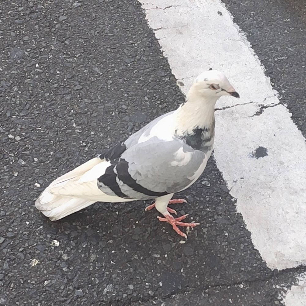 はまやらわ