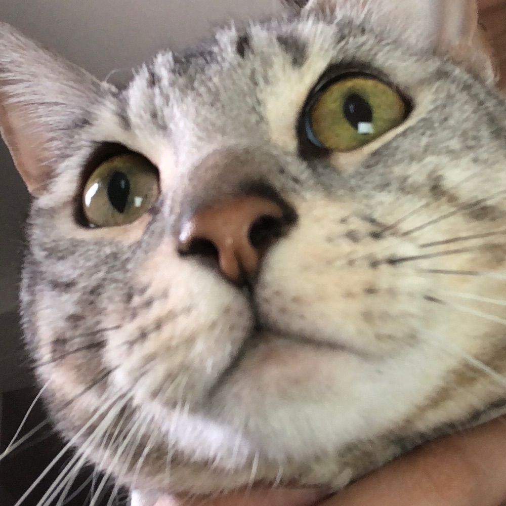 にぼし