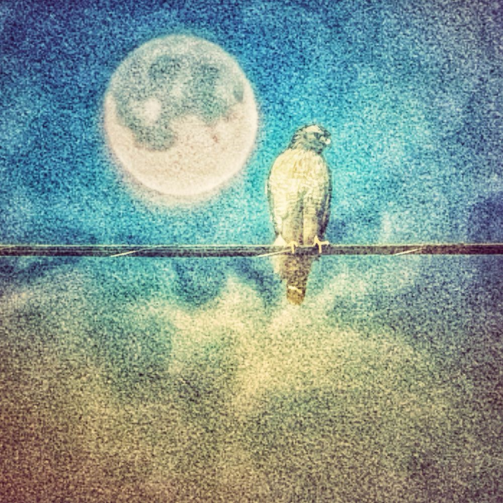 moonbird {sappy interdependence daze}'s avatar