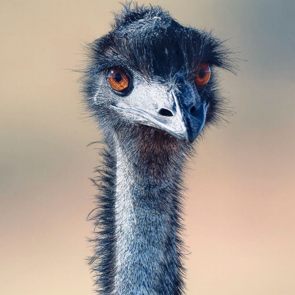 Classy Emu
