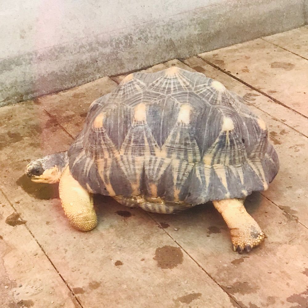 犬