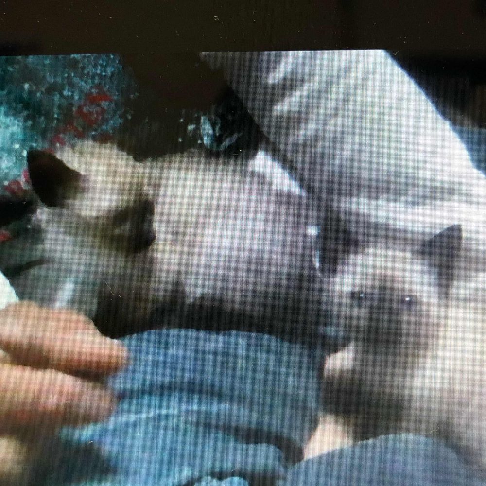 ふこ猫🩵ฅ^ơωơ^ฅ🩵