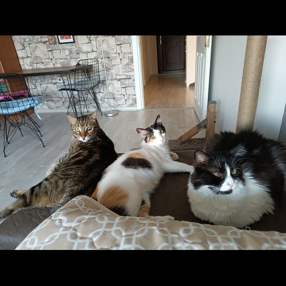4gerzolar