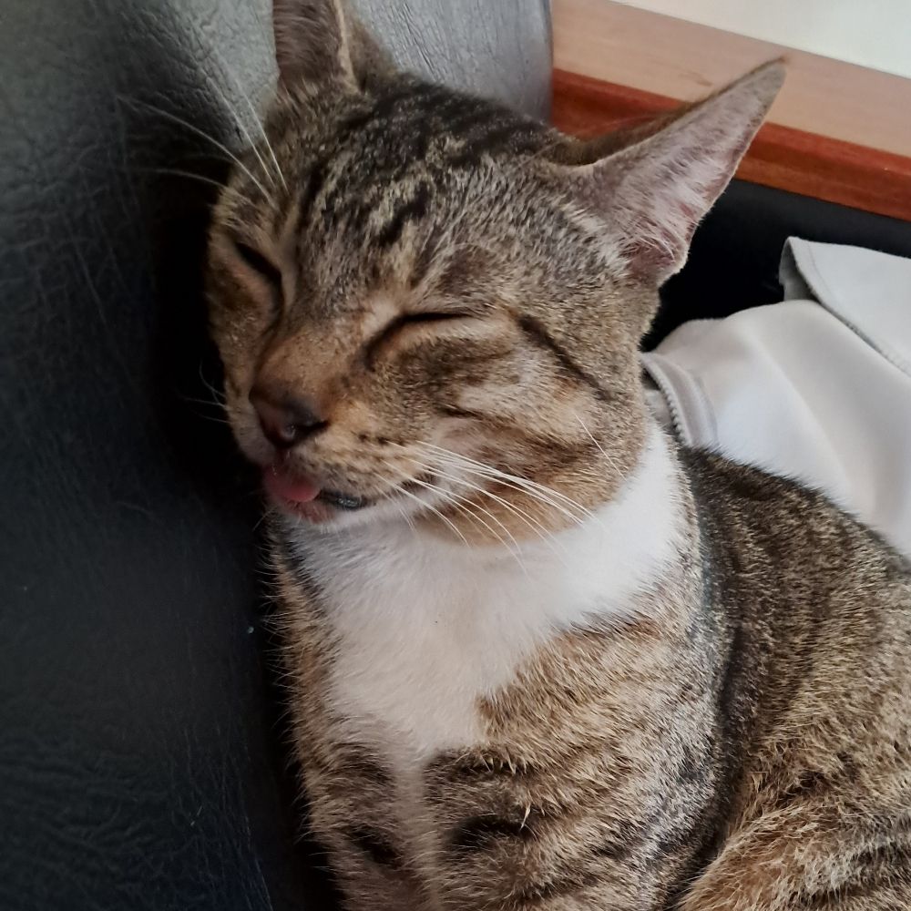 biscuits