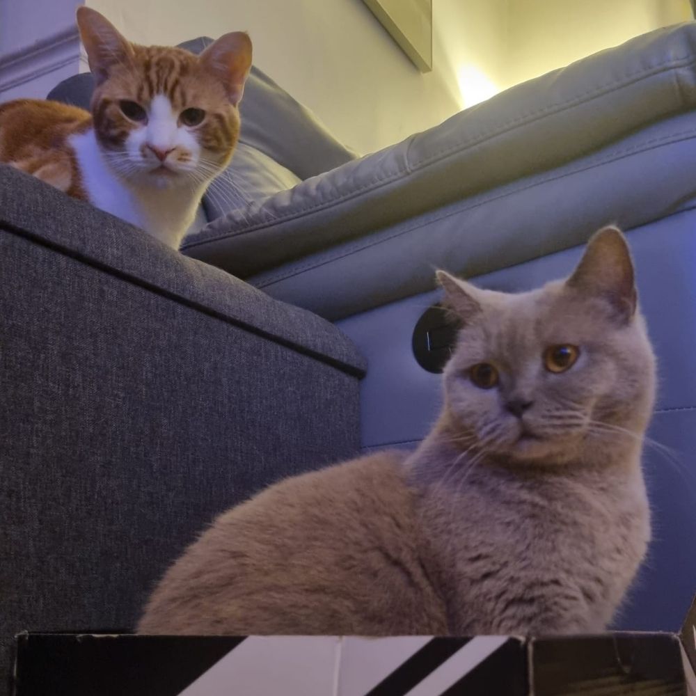 Lily & Rusty 🇬🇧🐈‍⬛️🐈🇬🇧