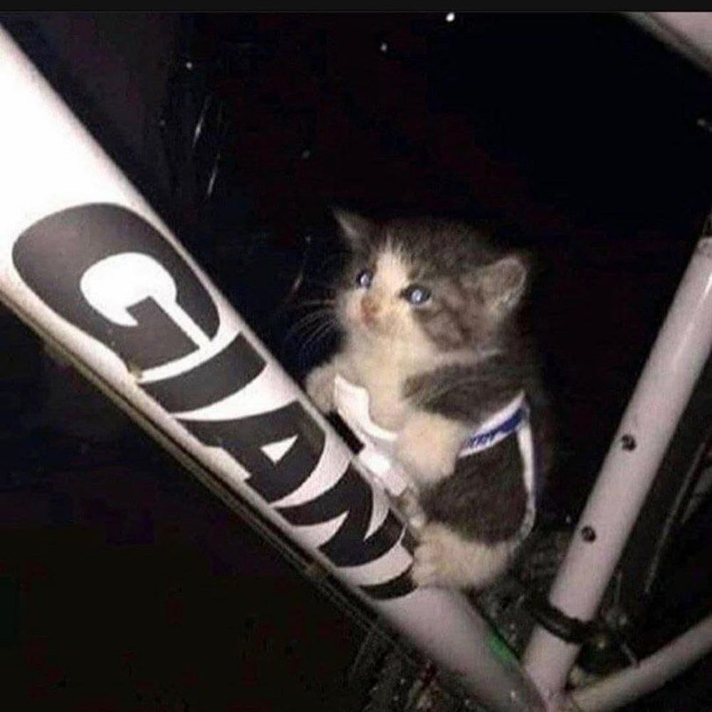 Smug Catgirl 🏳️‍⚧️ ⚢