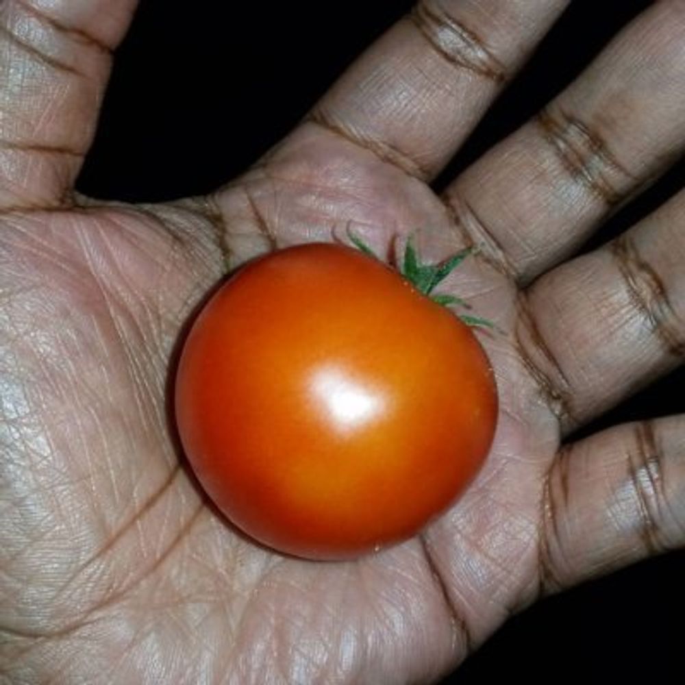Tomate Did What?!