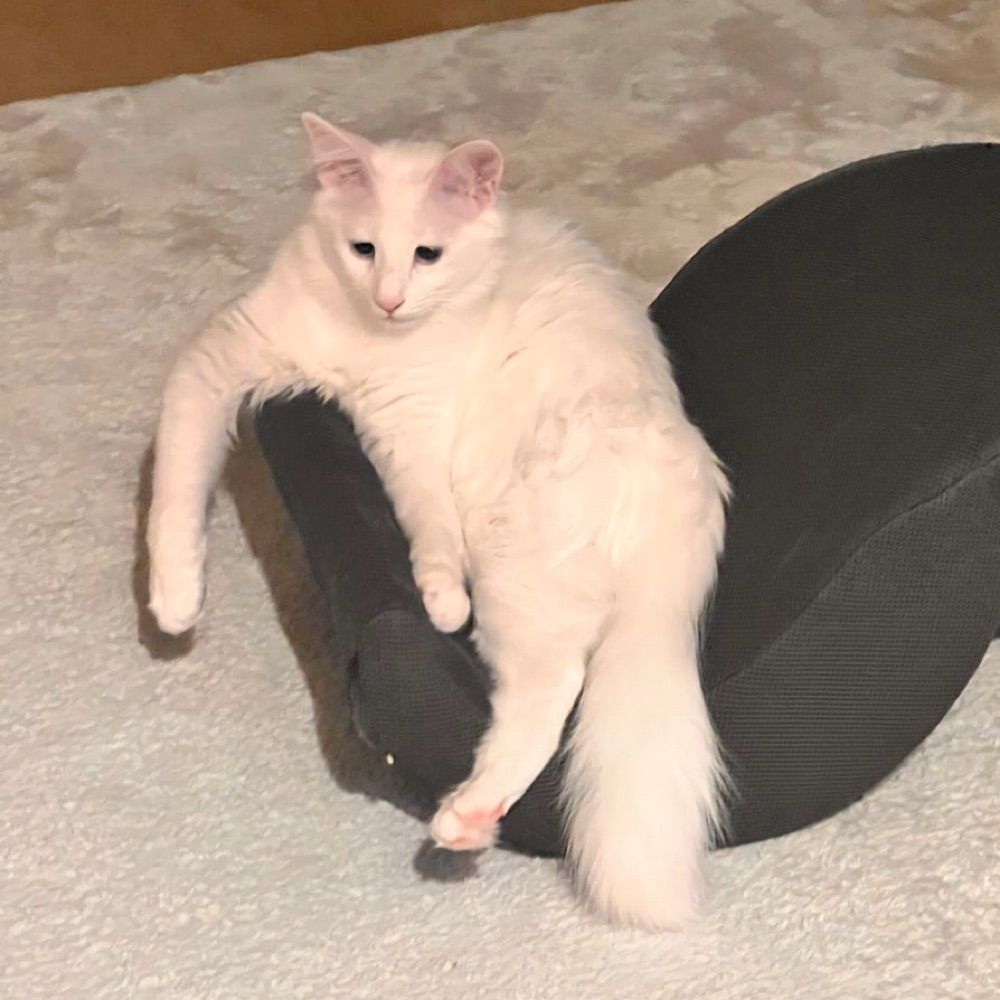 トラコマ