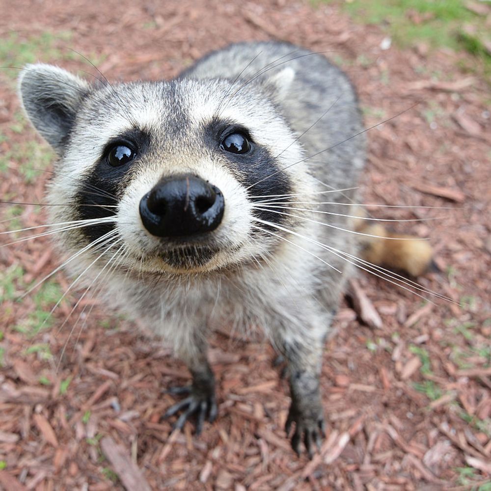 The Skrunkly Raccoon