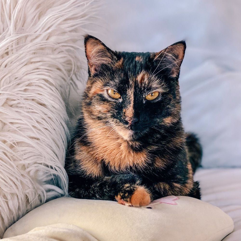 The Real Housecats ⚜️