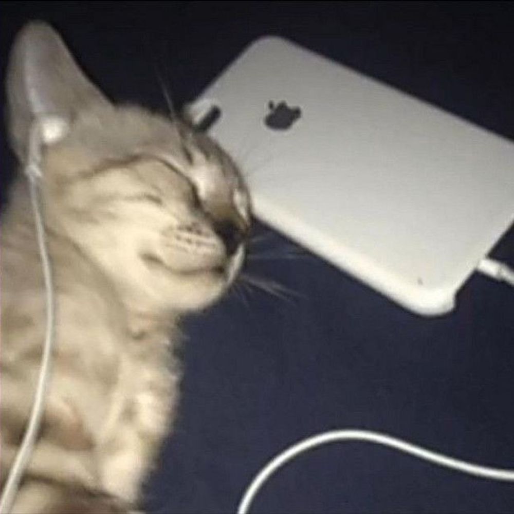 coco