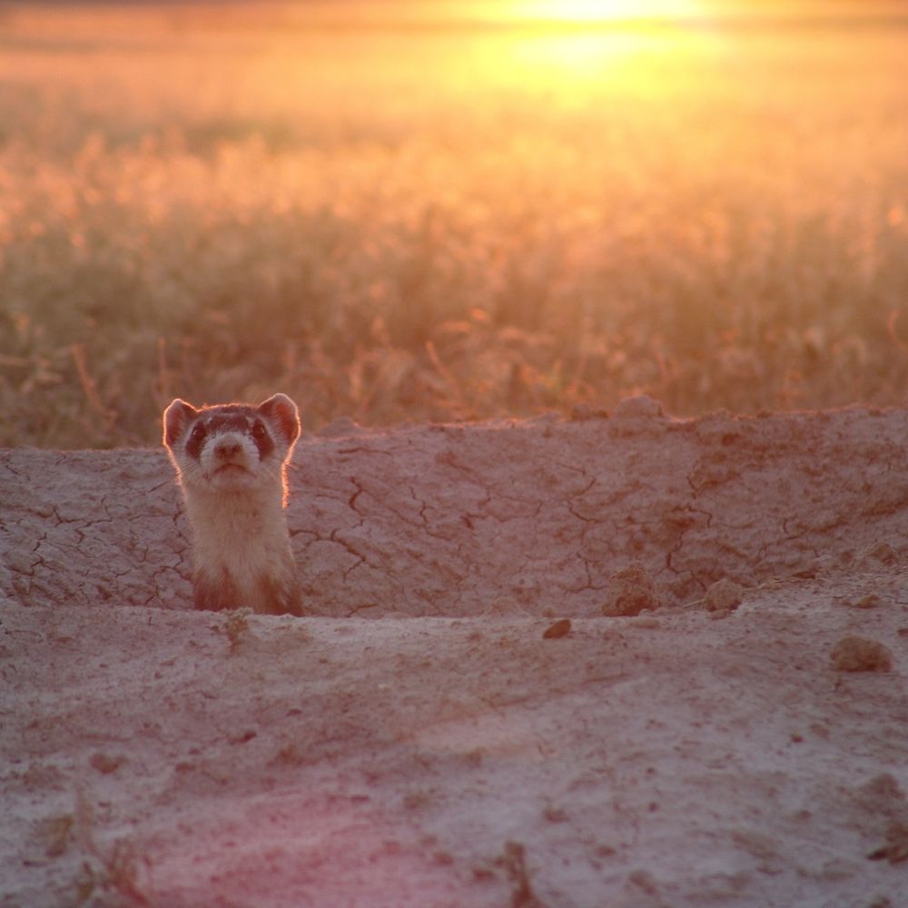 Prairie Wildlife Research 