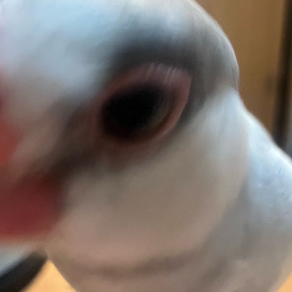 かるぴの同居人