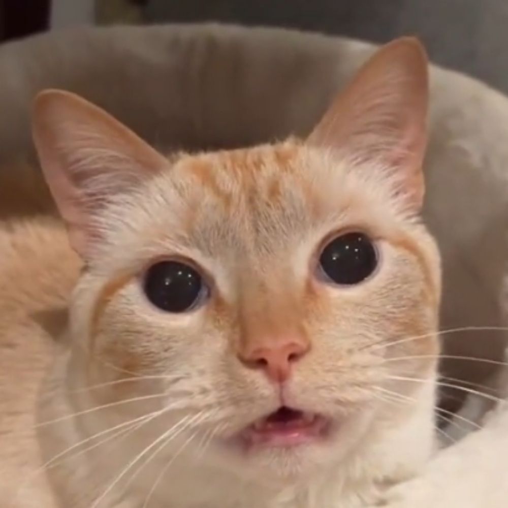 lena gatinho endeota