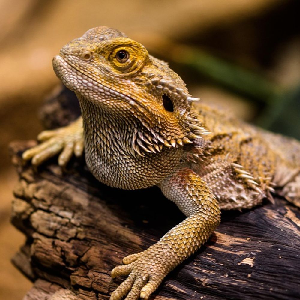 lézard antagon