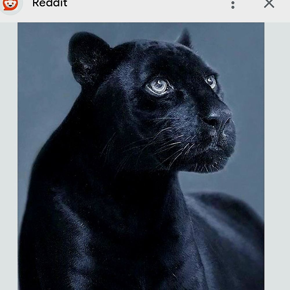 jarugar .