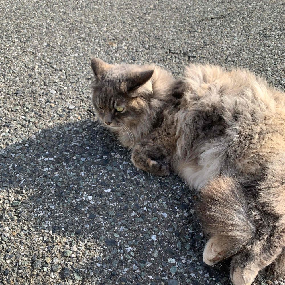 みさ