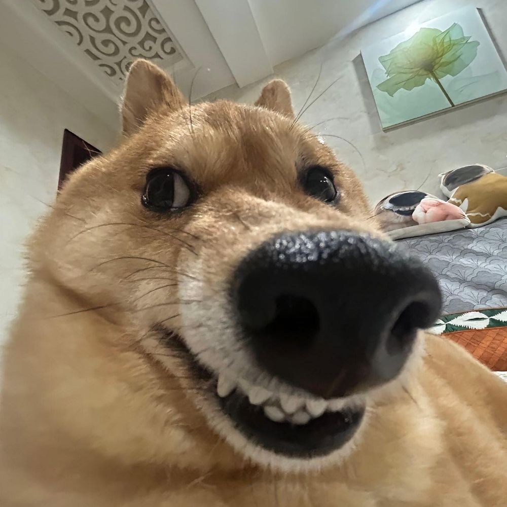 다슬기