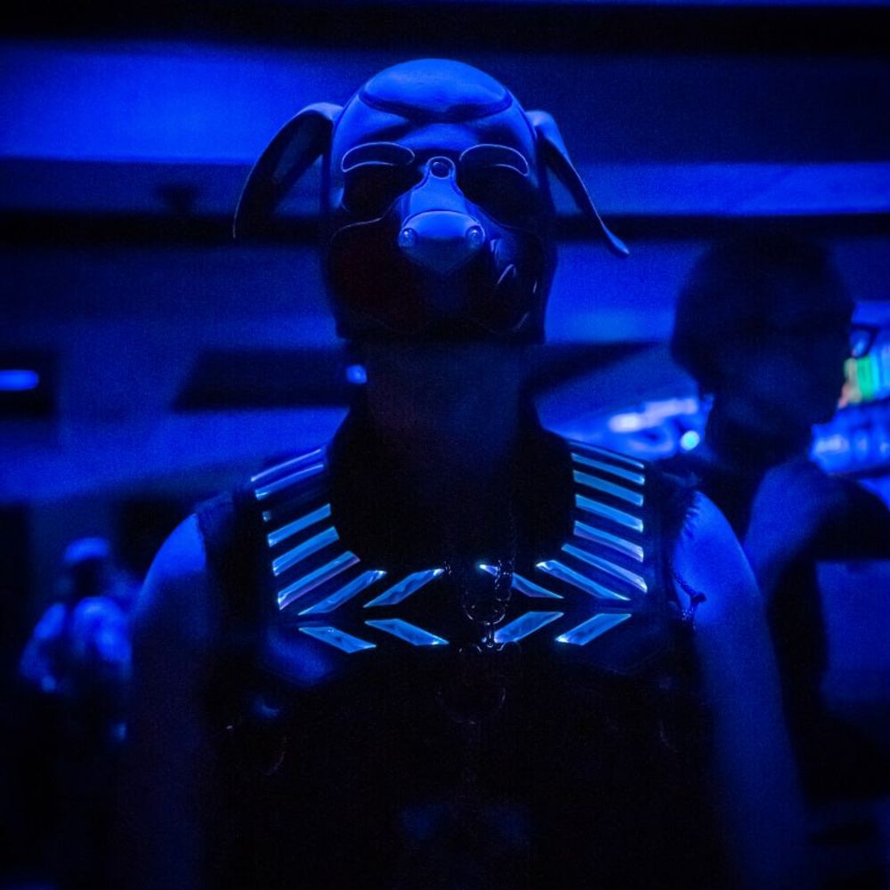 Pup Kaos