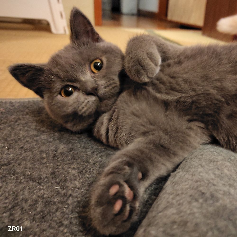 黄熊猫