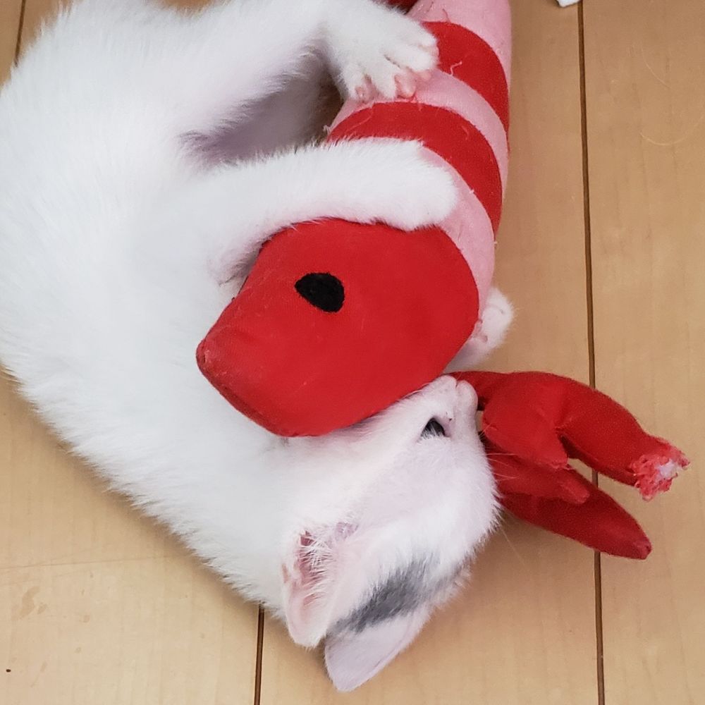 ぺけ