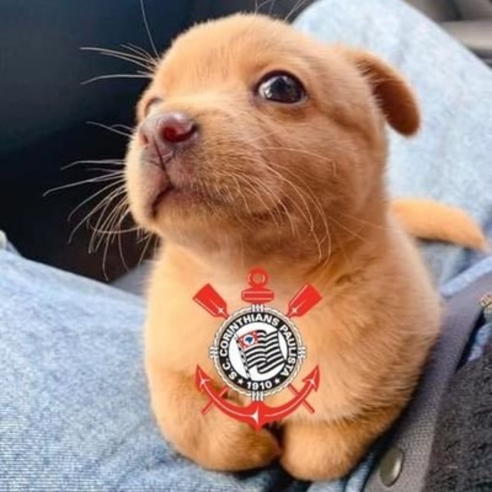 CADELINHA DO CORINTHIANS 