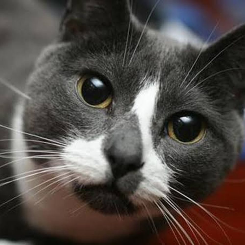 The Second Life of Sockington