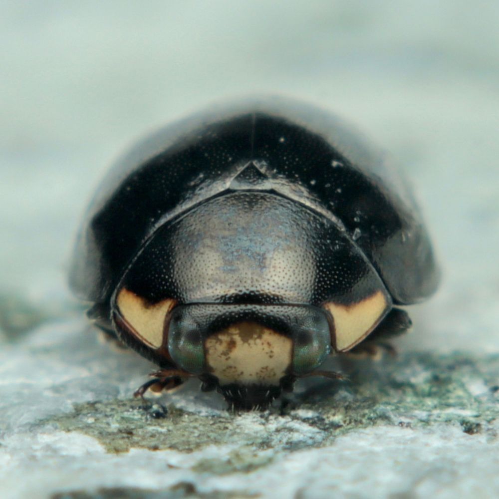 ryôta🐞