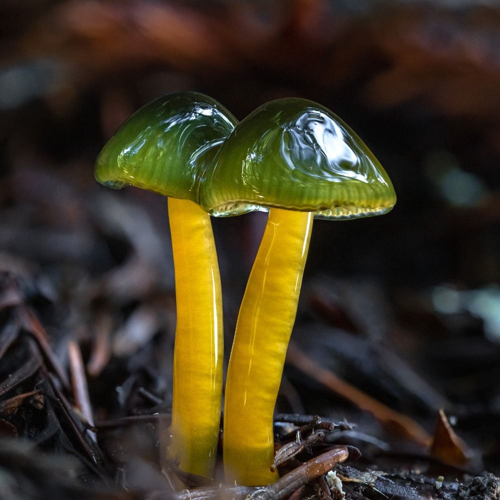 Chelton's Mushroom Photography