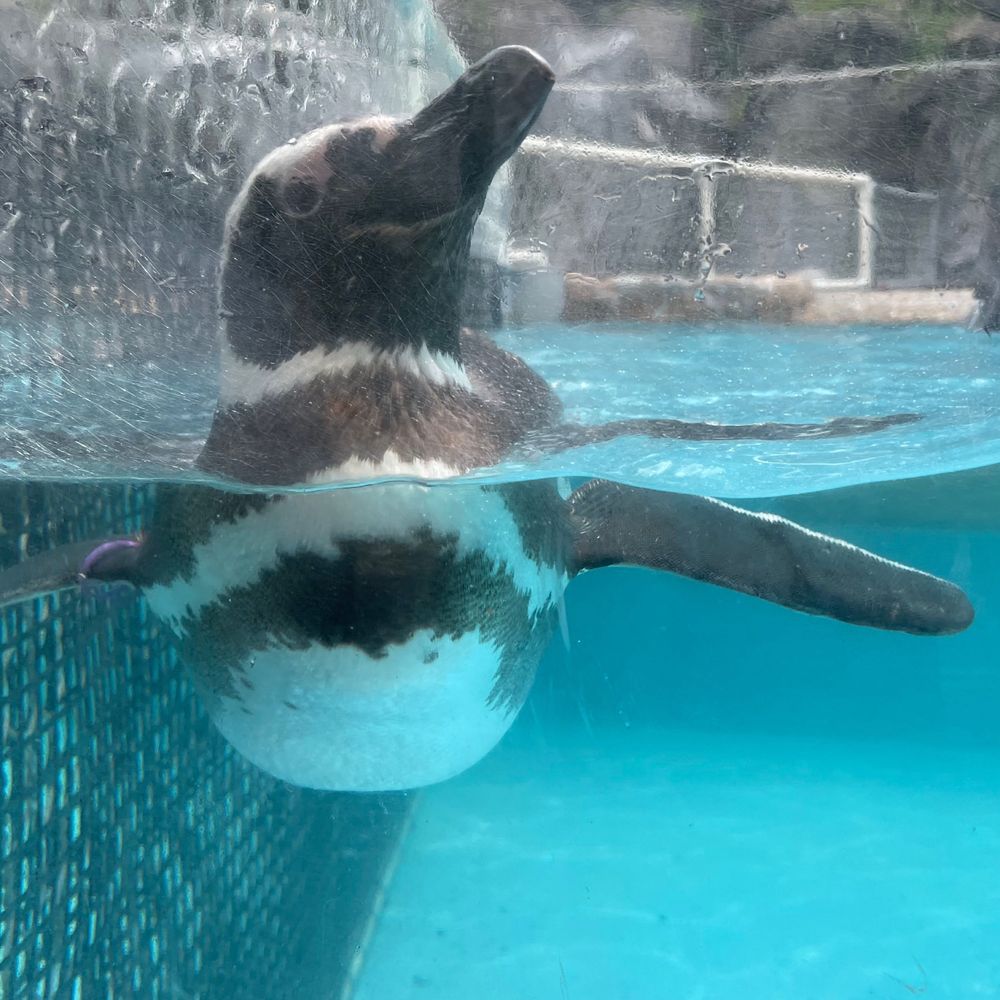ばるさみこす