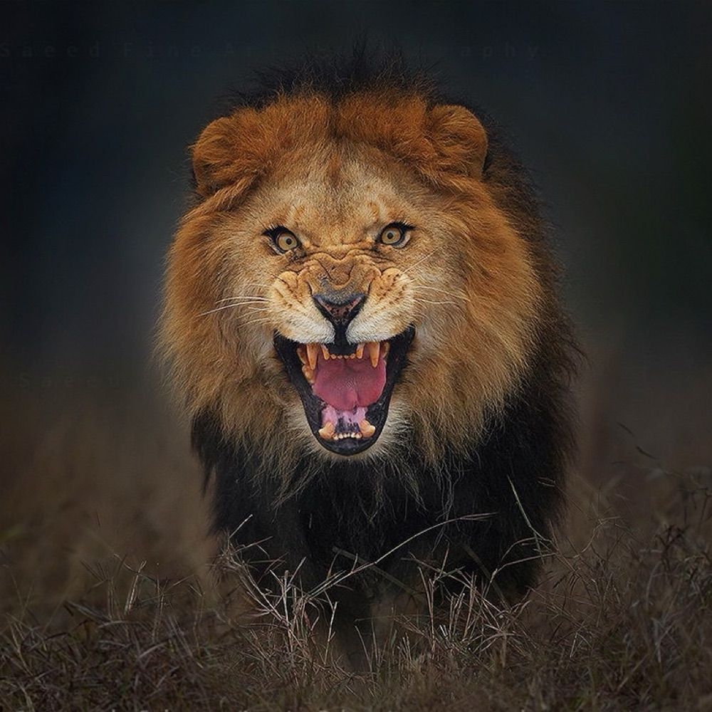 Cecil Thee Lion