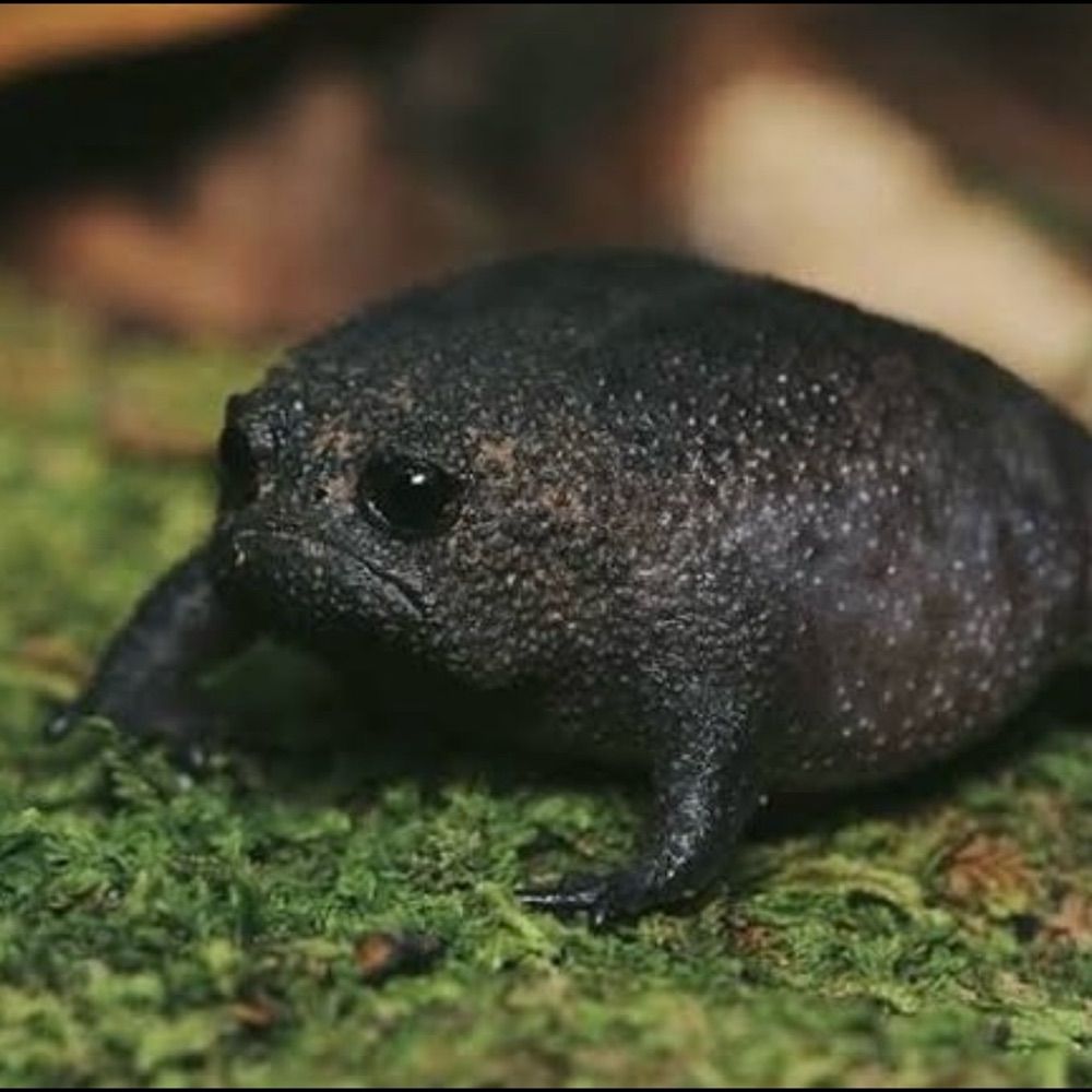 Hāmi