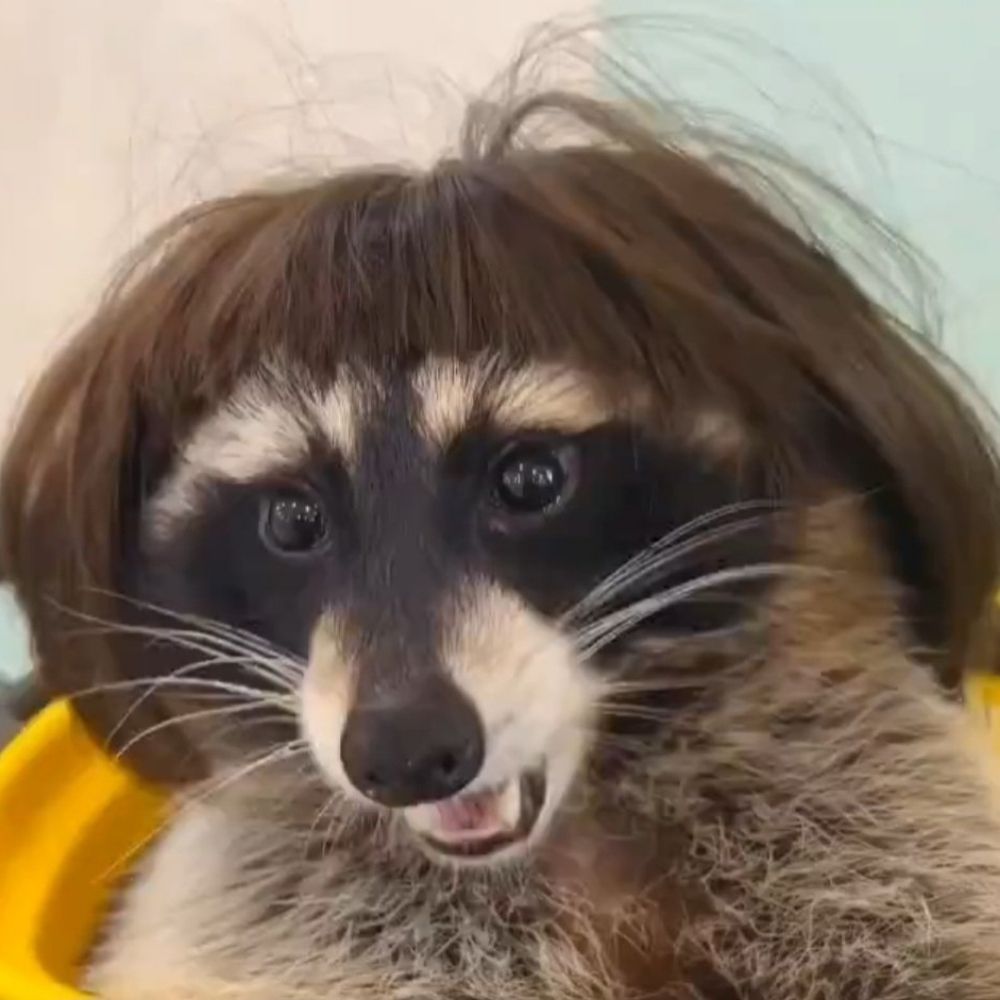 xibatinha thundercat